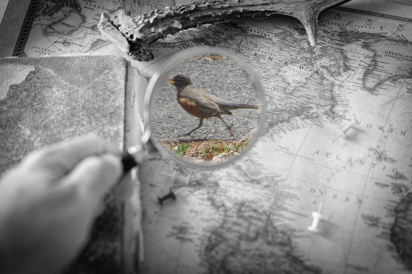 A black and white photo of someone holding a magnifying glass. there is a robin in the center of the image